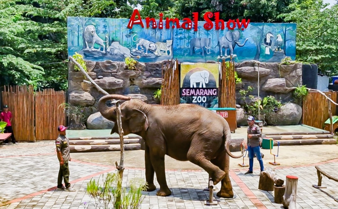 animal show semarang zoo