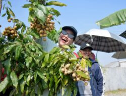 Wali Kota Agustina Wilujeng Resmikan Agro Eduwisata Masjid Agung Semarang, Dorong Pengembangan Wisata Pertanian Kota Semarang